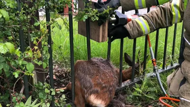 Deer trapped in railings