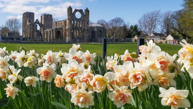 Flowers in Elgin, Scotland