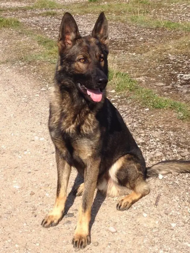 Police dog Kaiser