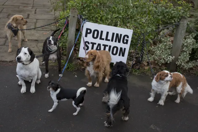 Dogs at polling stations