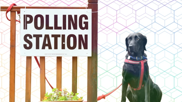 Dog sitting outside a polling station