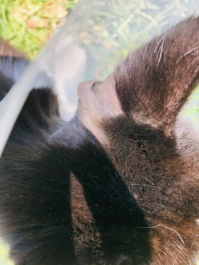 Molly's ear injury
