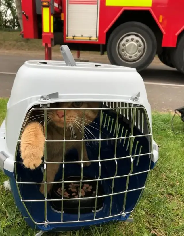 Harry, after the rescue