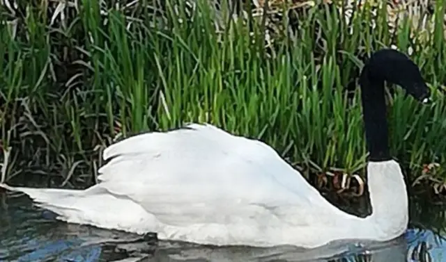 Swan with sock over head