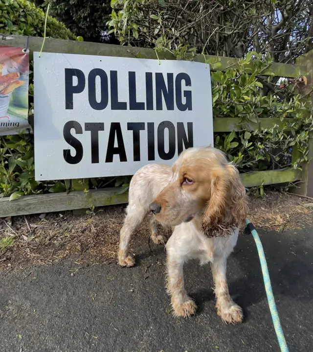 Dog at polling station