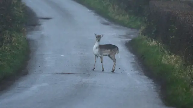 Deer in the road in Kimberley