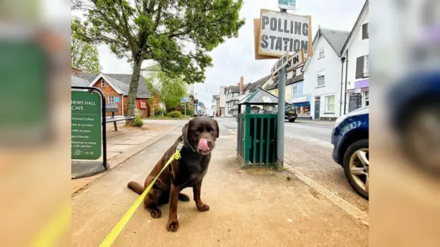 Bingo the dog outside a polling station in Topsham