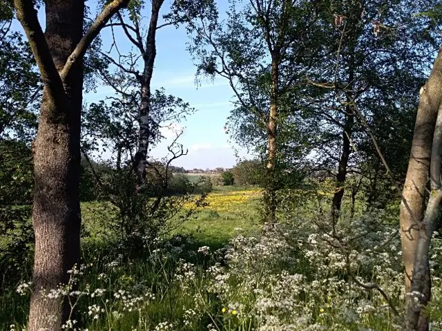 Sunshine in Chatterley, Staffordshire