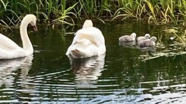 The pair and their babies