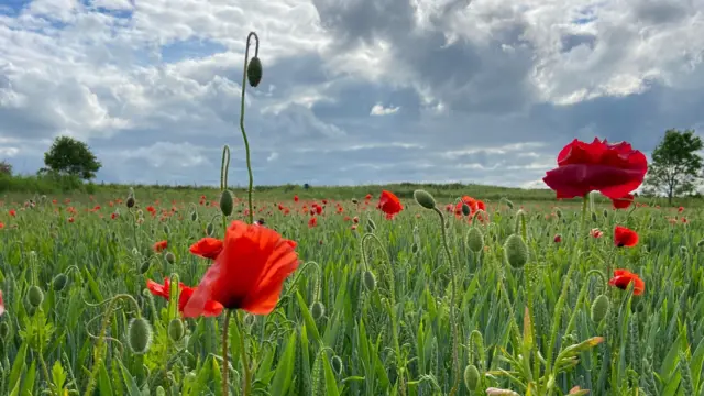 Poppy field in Hazelwood