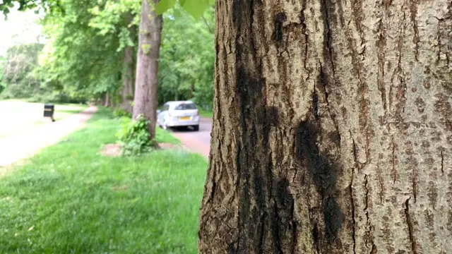 Diseased tree in Western Park