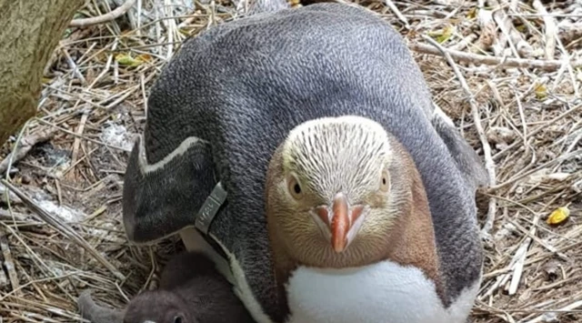 Yellow-eyed penguin and chick