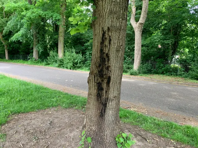 Diseased tree in Western Park