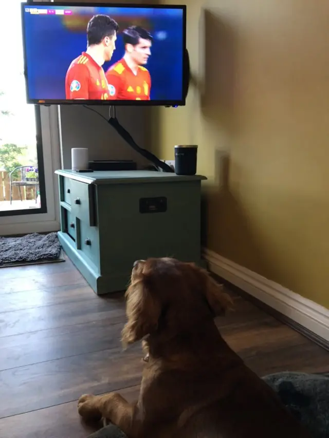 Luna the dog watching Spain v Sweden