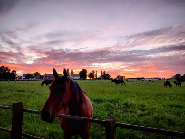 Sunset Melton