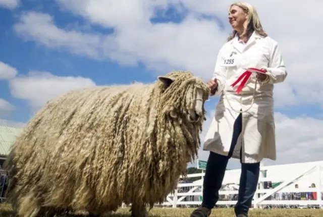 Sheep with woman