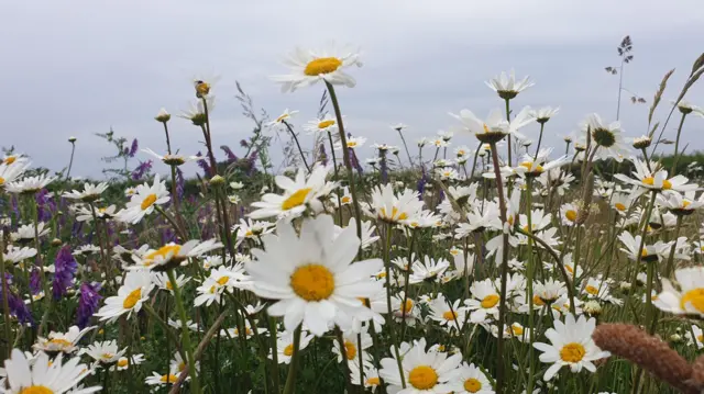 Flowers in Cropwell Bishop