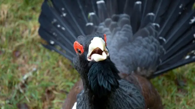 Capercaillie