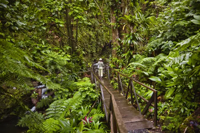 Woman walking down Jacko Steps to Layou River, Dominica. -