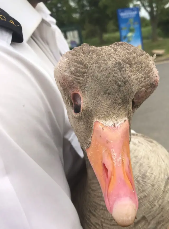 Goose seen with unusual head at Watermead Country park, in Leicestershire