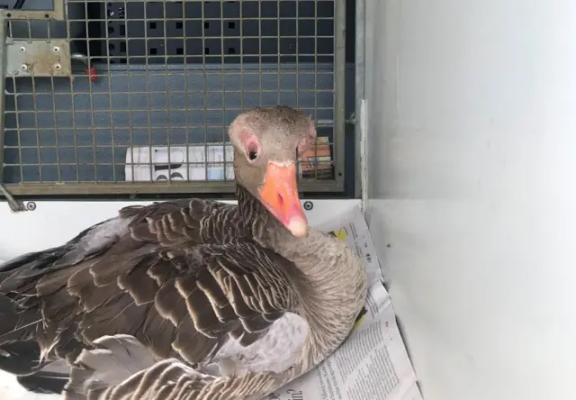 Goose seen with unusual head at Watermead Country park, in Leicestershire