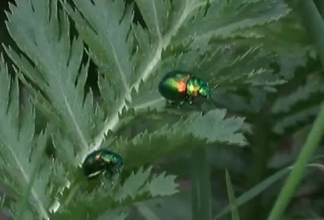 Tansy on leaf