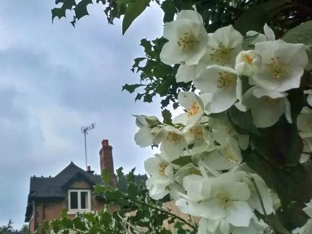 White blossoms in Sutton Coldfield