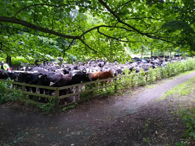 Cows