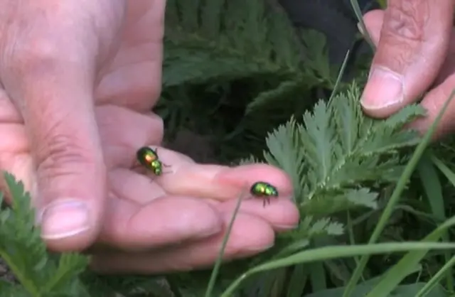 Tansy on fingers