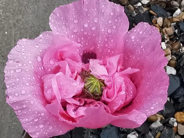 A pink flower in Hednesford, Staffordshire