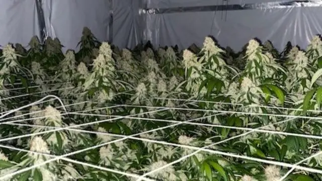 Cannabis farm