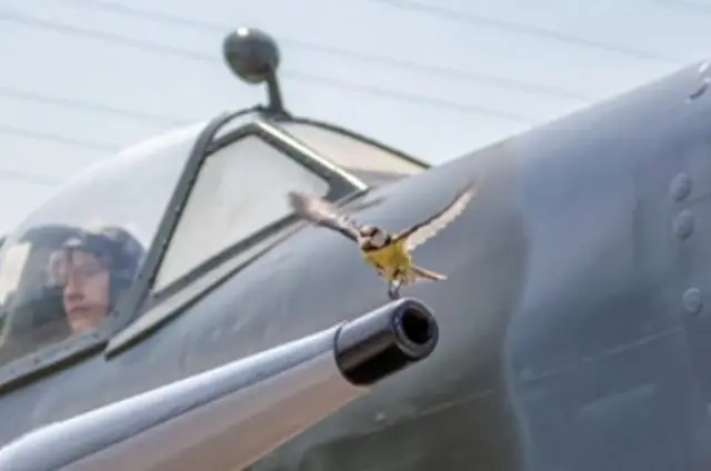 Blue tit landing on Spitfire wing