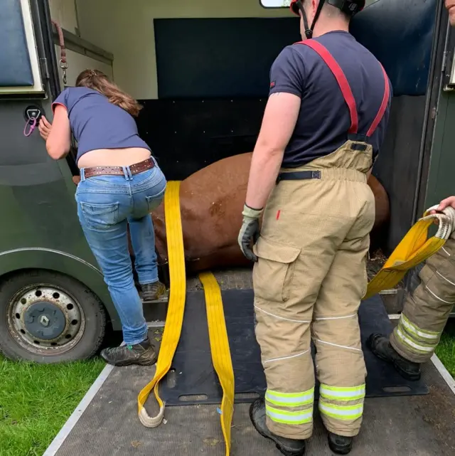 Horse rescue