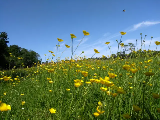 Great Glen, in Leicestershire