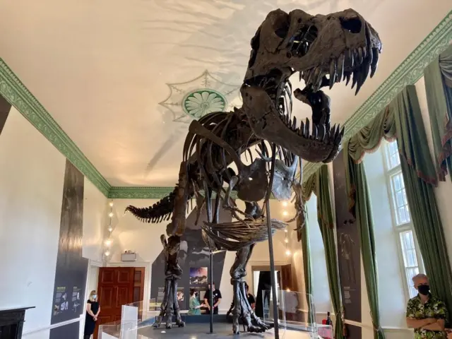 T. rex skeleton