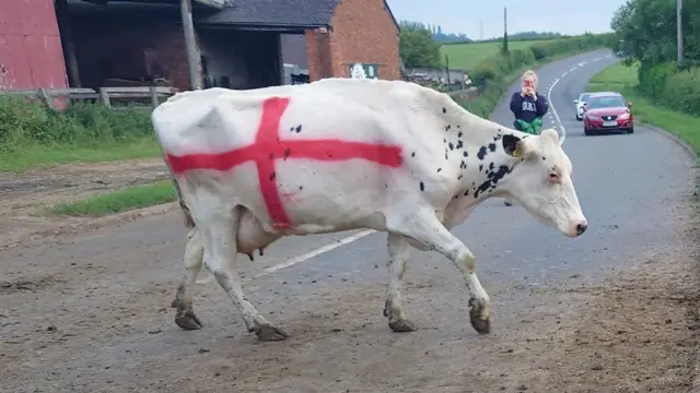 Cow sprayed with England flag