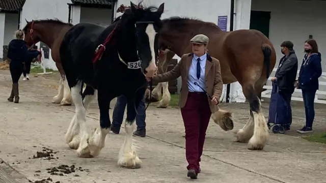 A horse at the show