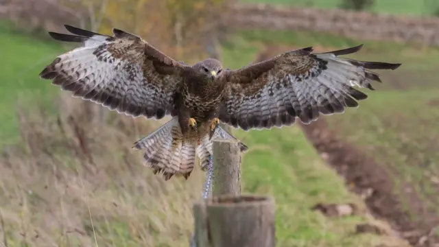 A stock photo of a buzzard