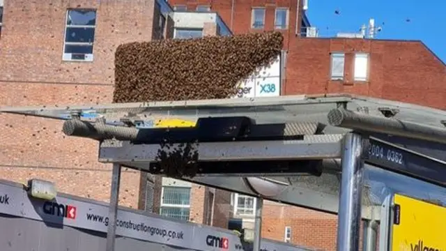 Bees at bus stop