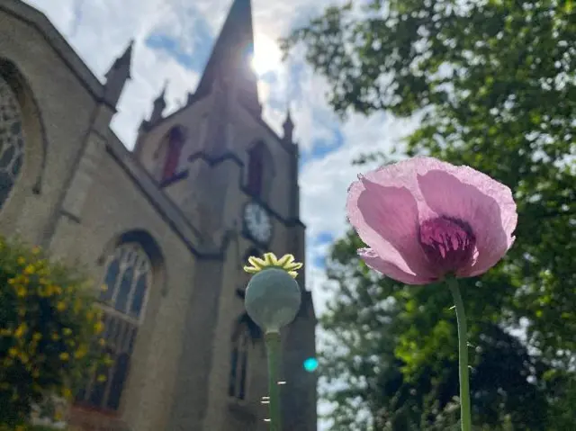 A pink poppy in Walsall