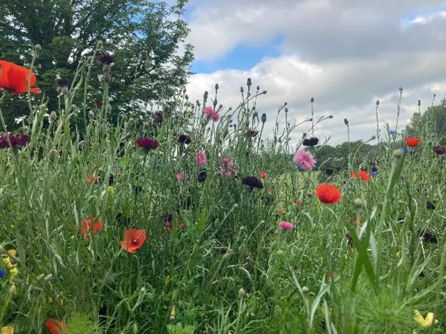 Wild flowers in Knowle