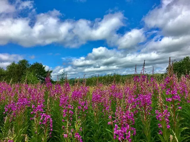 A field of pink in Leek