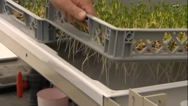 Lettuce being grown in the system