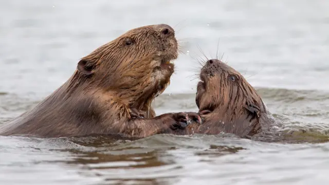 Two Eurasian beavers