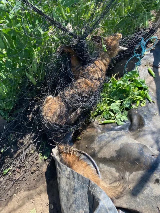 Fox tangled in pea netting at allotment in Leicester