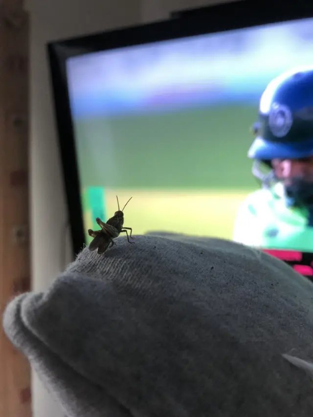 Cricket