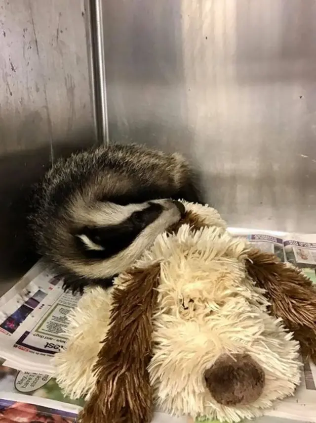 Stolen badger cub