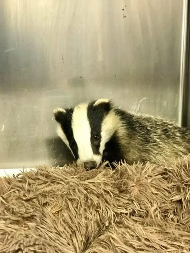 Stolen badger cub