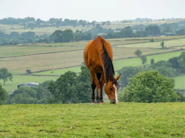 A horse grazing in Leek, Staffordshire