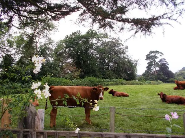 Cows in Lyonshall, Herefordshire